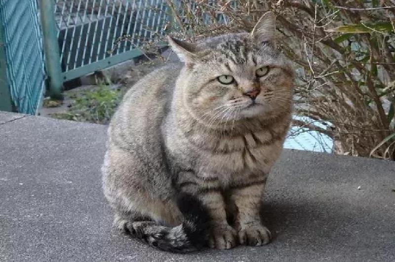 身为一只流浪猫 你的脸这么圆 请问是如何做到的?