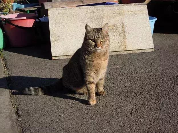 身为一只流浪猫 你的脸这么圆 请问是如何做到的?