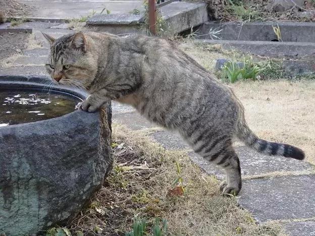 身为一只流浪猫 你的脸这么圆 请问是如何做到的?