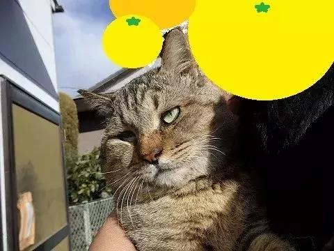 身为一只流浪猫 你的脸这么圆 请问是如何做到的?