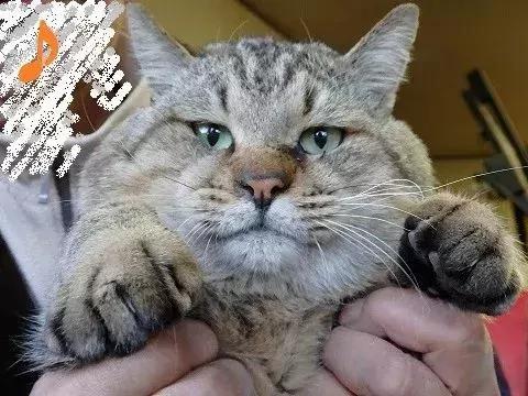 身为一只流浪猫 你的脸这么圆 请问是如何做到的?