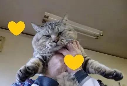 身为一只流浪猫 你的脸这么圆 请问是如何做到的?