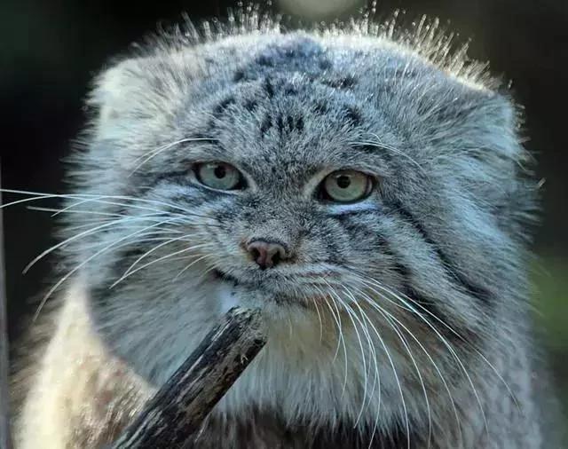 身为一只流浪猫 你的脸这么圆 请问是如何做到的?