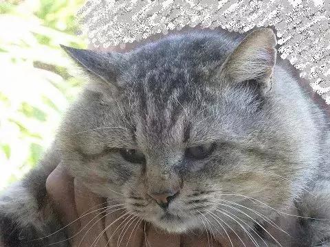 身为一只流浪猫 你的脸这么圆 请问是如何做到的?