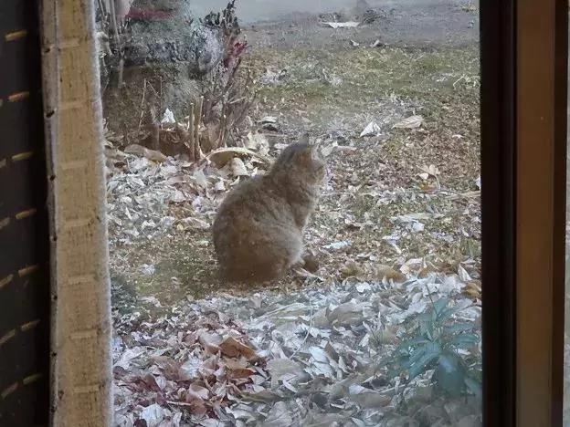 身为一只流浪猫 你的脸这么圆 请问是如何做到的?