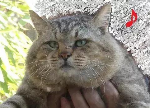 身为一只流浪猫 你的脸这么圆 请问是如何做到的?