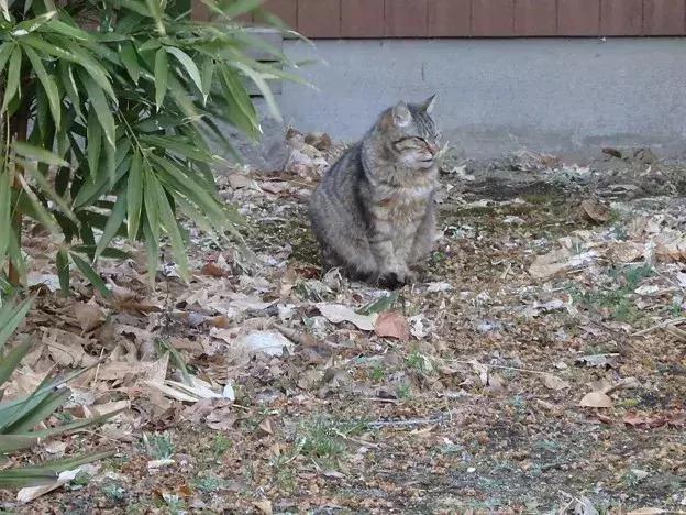 身为一只流浪猫 你的脸这么圆 请问是如何做到的?