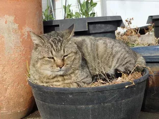 身为一只流浪猫 你的脸这么圆 请问是如何做到的?