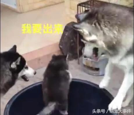 哈士奇生了一只有骨气的小二哈 气的狗妈没脾气!
