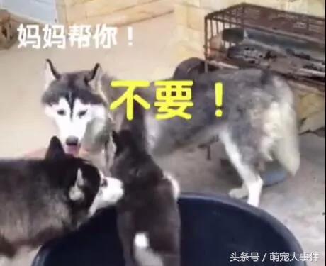 哈士奇生了一只有骨气的小二哈 气的狗妈没脾气!