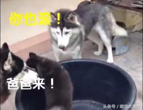哈士奇生了一只有骨气的小二哈 气的狗妈没脾气!