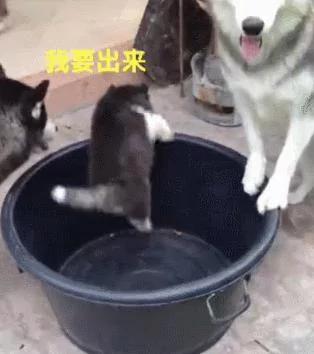 哈士奇生了一只有骨气的小二哈 气的狗妈没脾气!