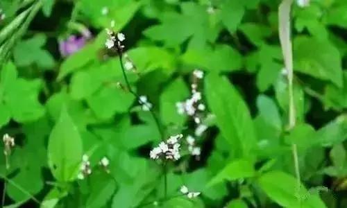 花是浇死的 人是气死的!