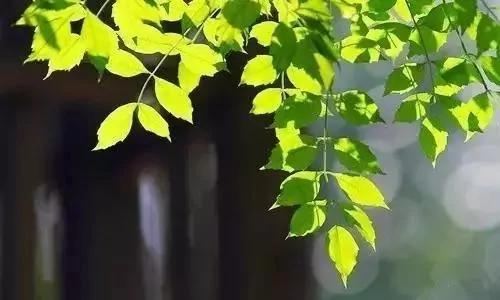 花是浇死的 人是气死的!