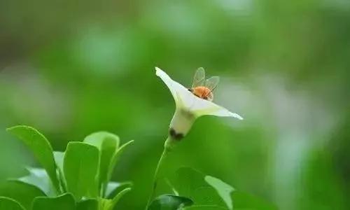 花是浇死的 人是气死的!