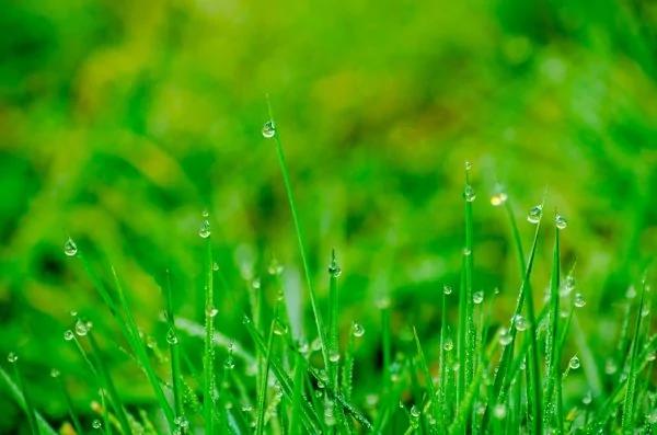 春末天气多变 谷雨时节养生吃红豆绿豆和它最好