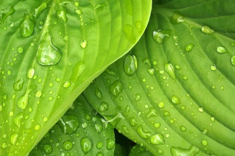春末天气多变 谷雨时节养生吃红豆绿豆和它最好
