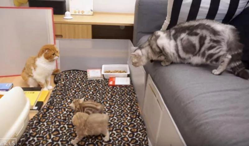 喵喵升格当爹 “亲生小猫不认得”!老婆超傻眼:你们这群不孝子!