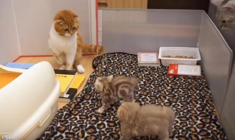 喵喵升格当爹 “亲生小猫不认得”!老婆超傻眼:你们这群不孝子!
