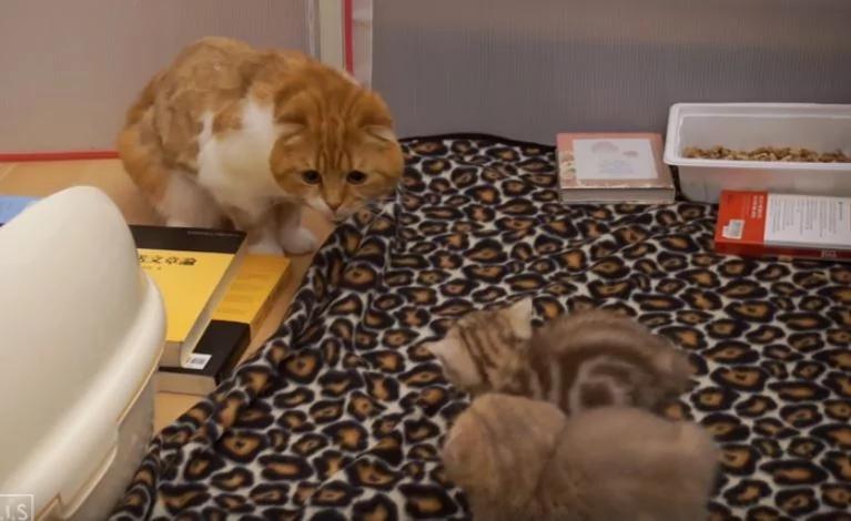 喵喵升格当爹 “亲生小猫不认得”!老婆超傻眼:你们这群不孝子!