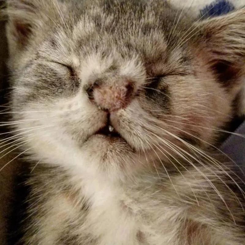 小丑猫遇到暖心狗姐姐 被爱的丑猫一天天变漂亮了!