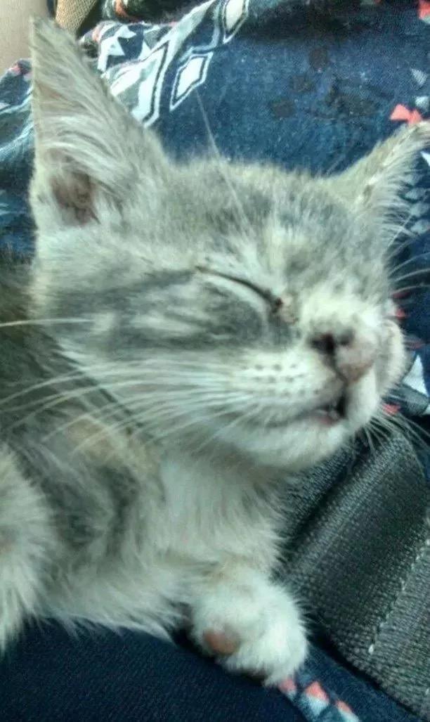 小丑猫遇到暖心狗姐姐 被爱的丑猫一天天变漂亮了!