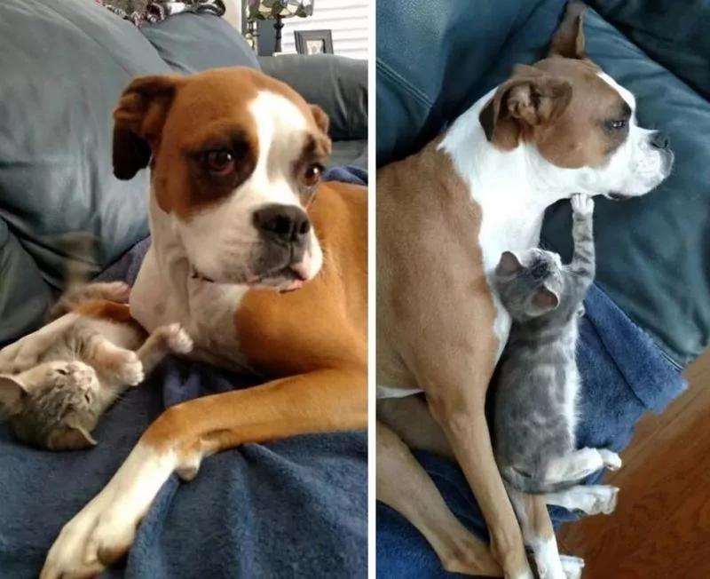 小丑猫遇到暖心狗姐姐 被爱的丑猫一天天变漂亮了!