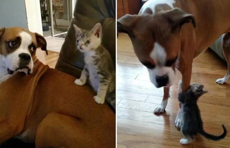 小丑猫遇到暖心狗姐姐 被爱的丑猫一天天变漂亮了!