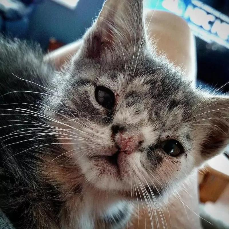 小丑猫遇到暖心狗姐姐 被爱的丑猫一天天变漂亮了!