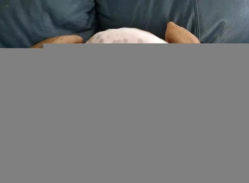 小丑猫遇到暖心狗姐姐 被爱的丑猫一天天变漂亮了!
