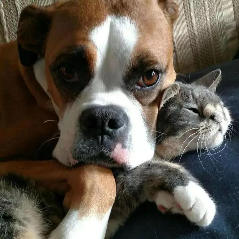 小丑猫遇到暖心狗姐姐 被爱的丑猫一天天变漂亮了!