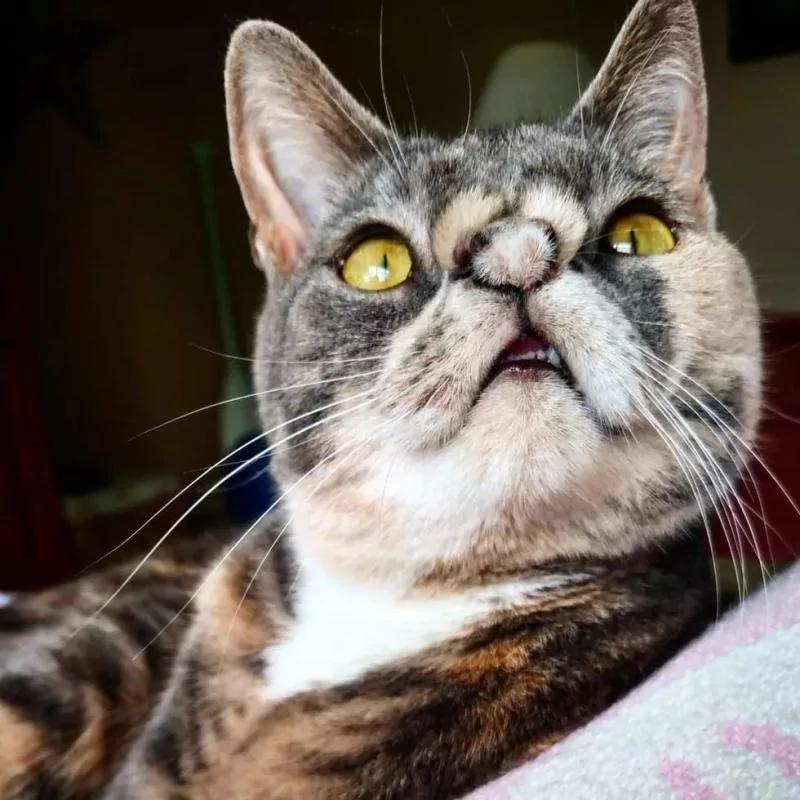 小丑猫遇到暖心狗姐姐 被爱的丑猫一天天变漂亮了!