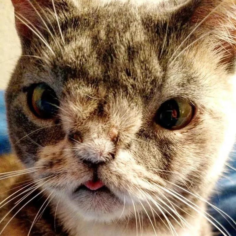 小丑猫遇到暖心狗姐姐 被爱的丑猫一天天变漂亮了!