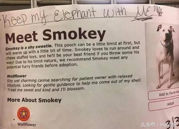 狗狗被弃养还紧紧抱住主人送的玩偶 遇见动保团体幸福的笑了!
