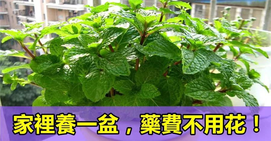阳台三盆花 药费不用花 家家都该种一盆