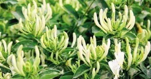 阳台三盆花 药费不用花 家家都该种一盆
