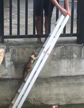 超赞!猫咪掉入湖中冷的直哆嗦 路人施救有方 搭梯等待猫咪往上爬!