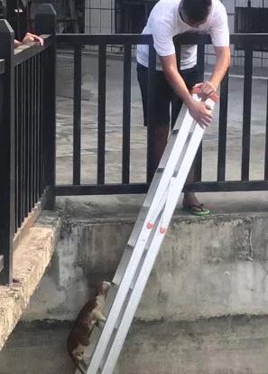 超赞!猫咪掉入湖中冷的直哆嗦 路人施救有方 搭梯等待猫咪往上爬!