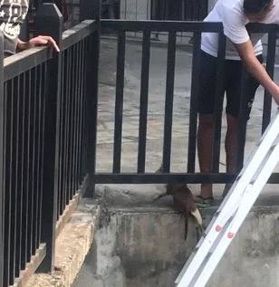 超赞!猫咪掉入湖中冷的直哆嗦 路人施救有方 搭梯等待猫咪往上爬!