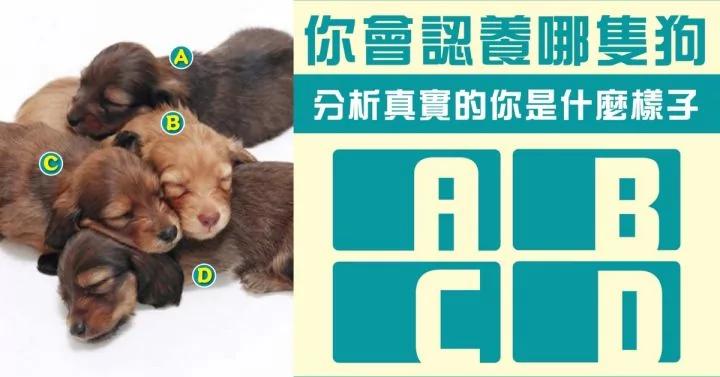准爆!你会认养哪只狗?分析真实的你是什么样子?