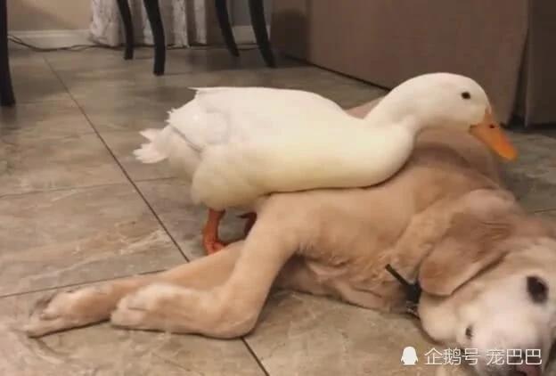 鸭子喜欢金毛 主人摸一把金毛 马上就被啄!