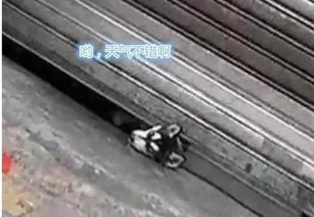 二哈头卡在卷闸门下 路人营救 下一秒却被气疯了!