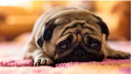 狗狗真的能闻出人类患有癌症?实验表明:正确率高达71%!