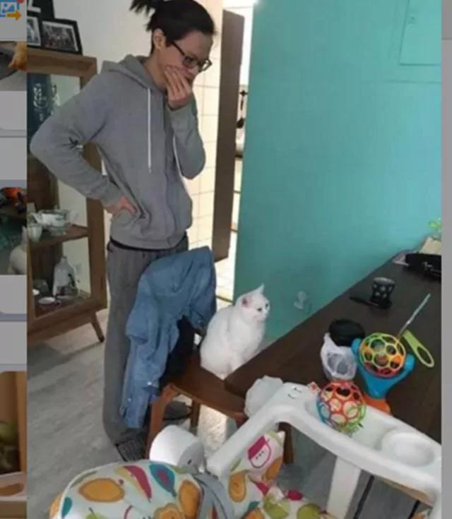 猫咪追剧无法自拔 蹲椅子上不肯离开 主人一脸无奈!