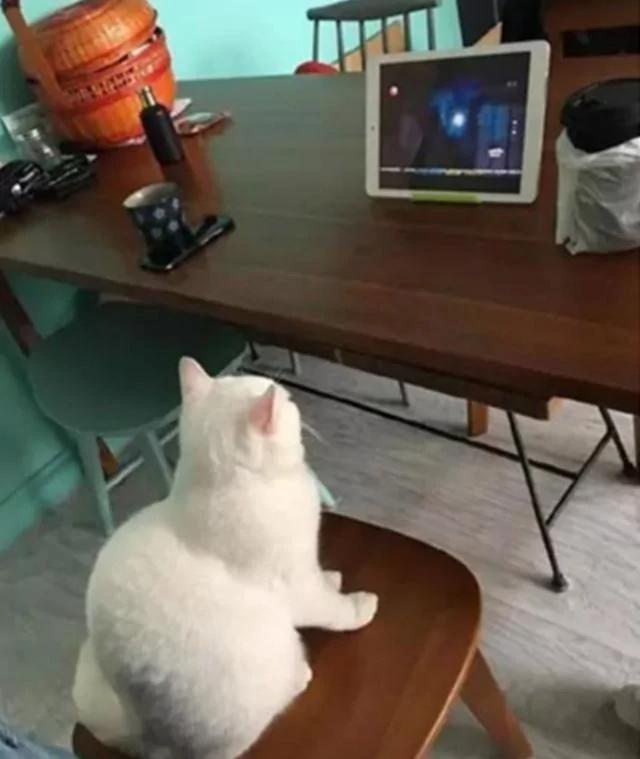 猫咪追剧无法自拔 蹲椅子上不肯离开 主人一脸无奈!