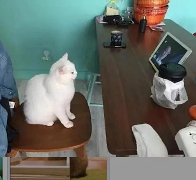 猫咪追剧无法自拔 蹲椅子上不肯离开 主人一脸无奈!
