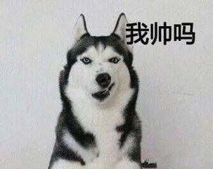 二哈遇到山羊 却打了起来 网友:二哈真是命大!