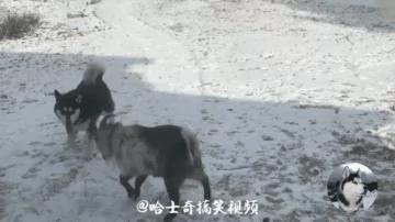 二哈遇到山羊 却打了起来 网友:二哈真是命大!