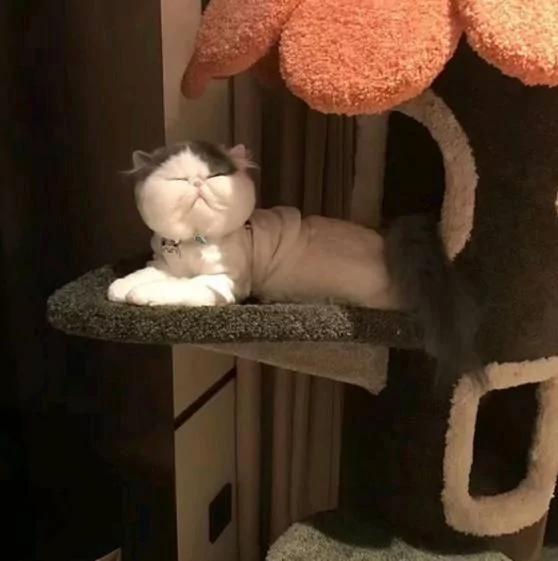 养了一只加菲猫 脸长得比包子还圆 网友一看:这是个假猫吧!