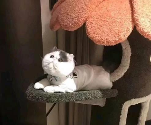 养了一只加菲猫 脸长得比包子还圆 网友一看:这是个假猫吧!